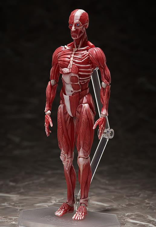 [Original] figma Human Anatomical Model - figma
