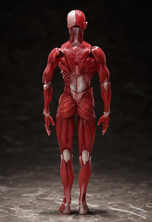 [Original] figma Human Anatomical Model - figma