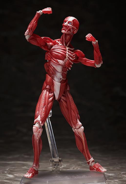 [Original] figma Human Anatomical Model - figma