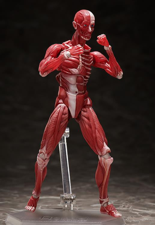 [Original] figma Human Anatomical Model - figma