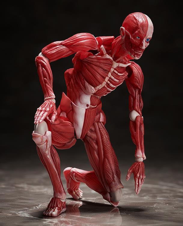 [Original] figma Human Anatomical Model - figma