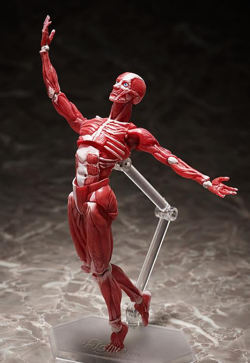 [Original] figma Human Anatomical Model - figma