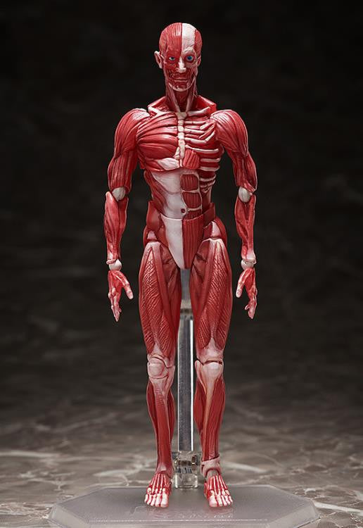 [Original] figma Human Anatomical Model - figma